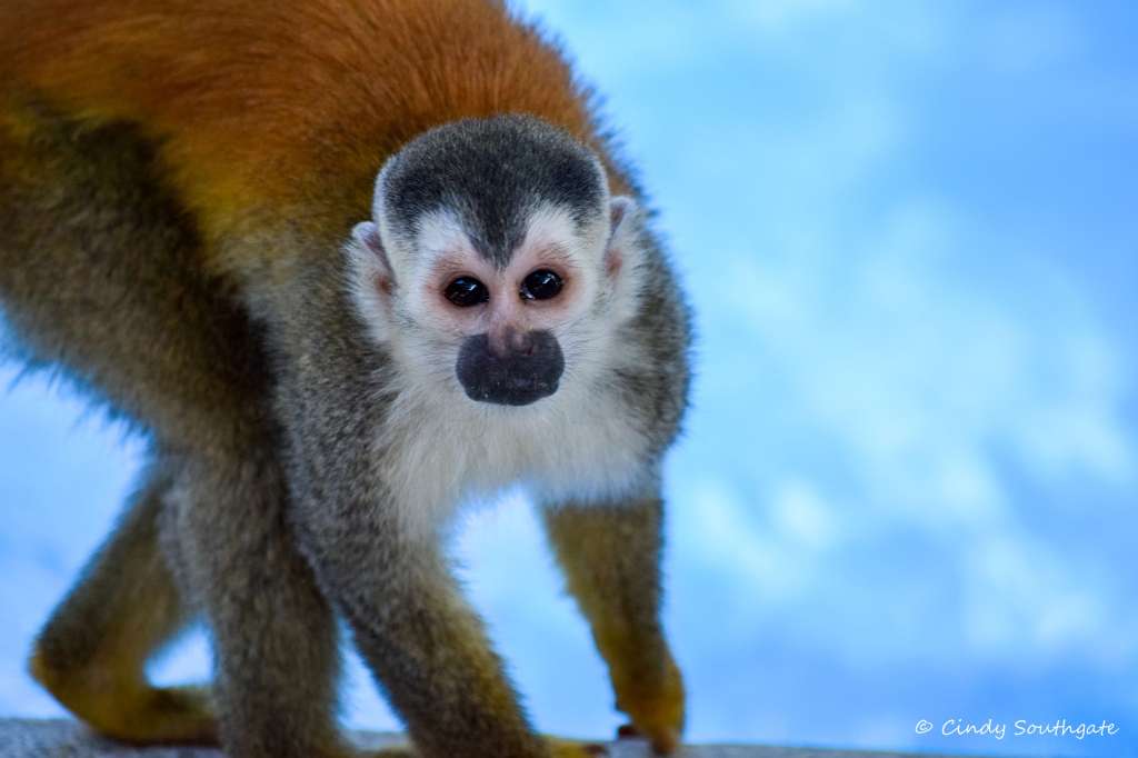 Costa Rica 2022, Day 17 and&nbsp;18