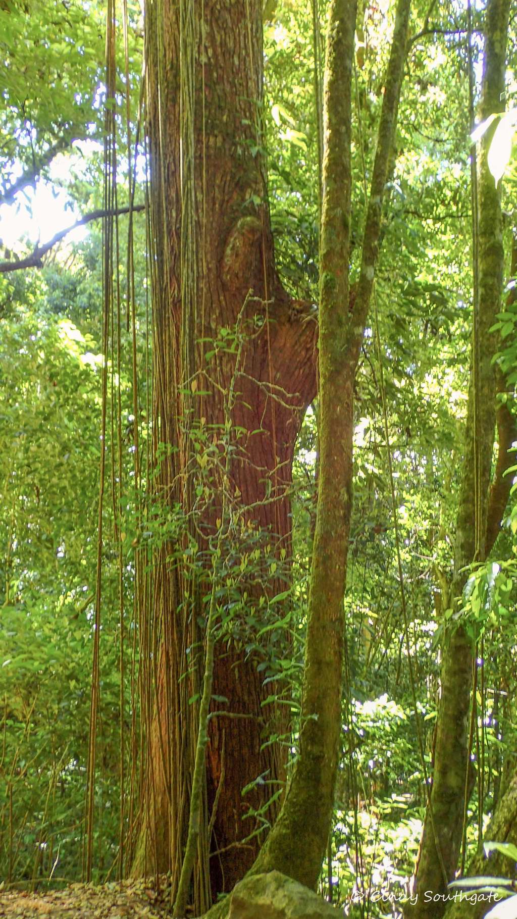 Costa Rica 2022, Day&nbsp;12