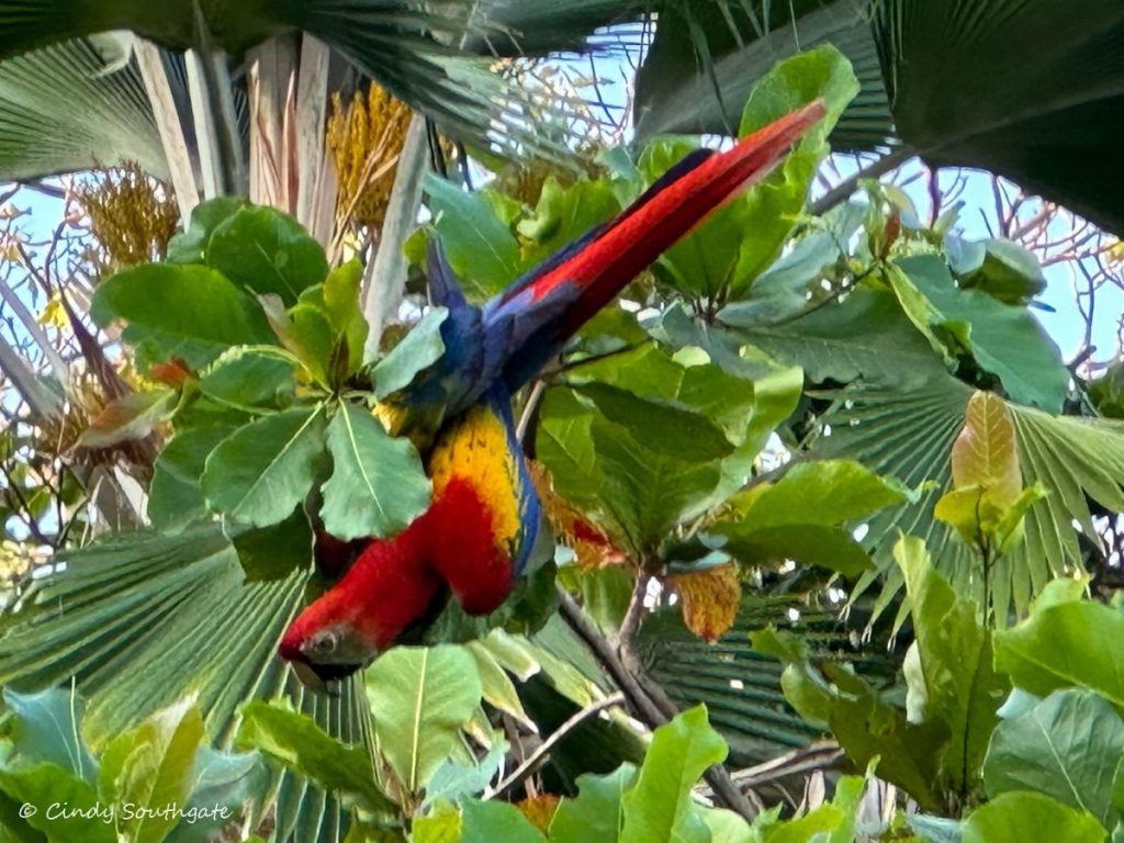 Costa Rica 2023, Day&nbsp;18